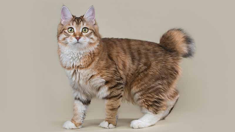 Kucing Ekor Bundel Jepang