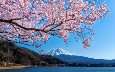 Panduan Bulan Terbaik Melihat Bunga Sakura Di Jepang Lengkap